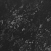 "Reflet N°2" - 20 cm x 20 cm - 2017 - Graphite pur sur toile noire