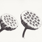 Lotus à coccinelles (n°2) - 2018 - dessin à la plume et à l'encre sur papier - 29 x 20 cm
